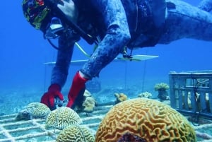 Curso de Buceo para la Conservación de los Arrecifes de Coral (con ONG)