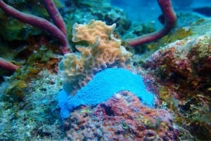 Curso de Buceo para la Conservación de los Arrecifes de Coral (con ONG)