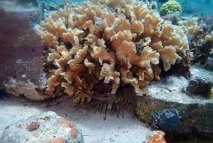 Curso de Buceo para la Conservación de los Arrecifes de Coral (con ONG)