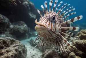 Costa Maya: Aventura de snorkel en barco con fotos