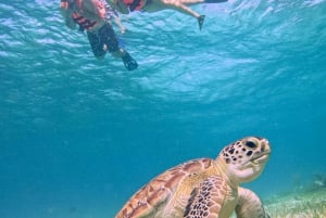 Costa Maya: Snorkeling Tour to the Reef