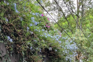 Coyoacán: Tour del Cine, Las Artes y la Cultura Coyoacanense