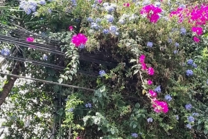 Coyoacán: Tour del Cine, Las Artes y la Cultura Coyoacanense