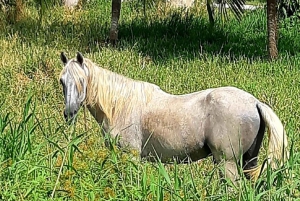 Cozumel: Beach Horse Riding Tour