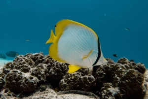 Cozumel: Chankanab Park Day Pass and Snorkeling