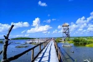 Cozumel: Classic Jeep or Buggy Island Tour to Punta Sur