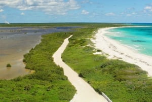 Cozumel: Classic Jeep or Buggy Island Tour to Punta Sur