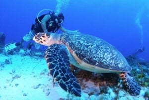 Cozumel: Descubre el buceo