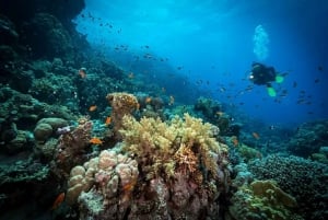 Cozumel: Discover Scuba Diving for Non-Certified Divers