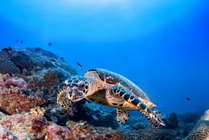 Cozumel: Discover Scuba Diving for Non-Certified Divers