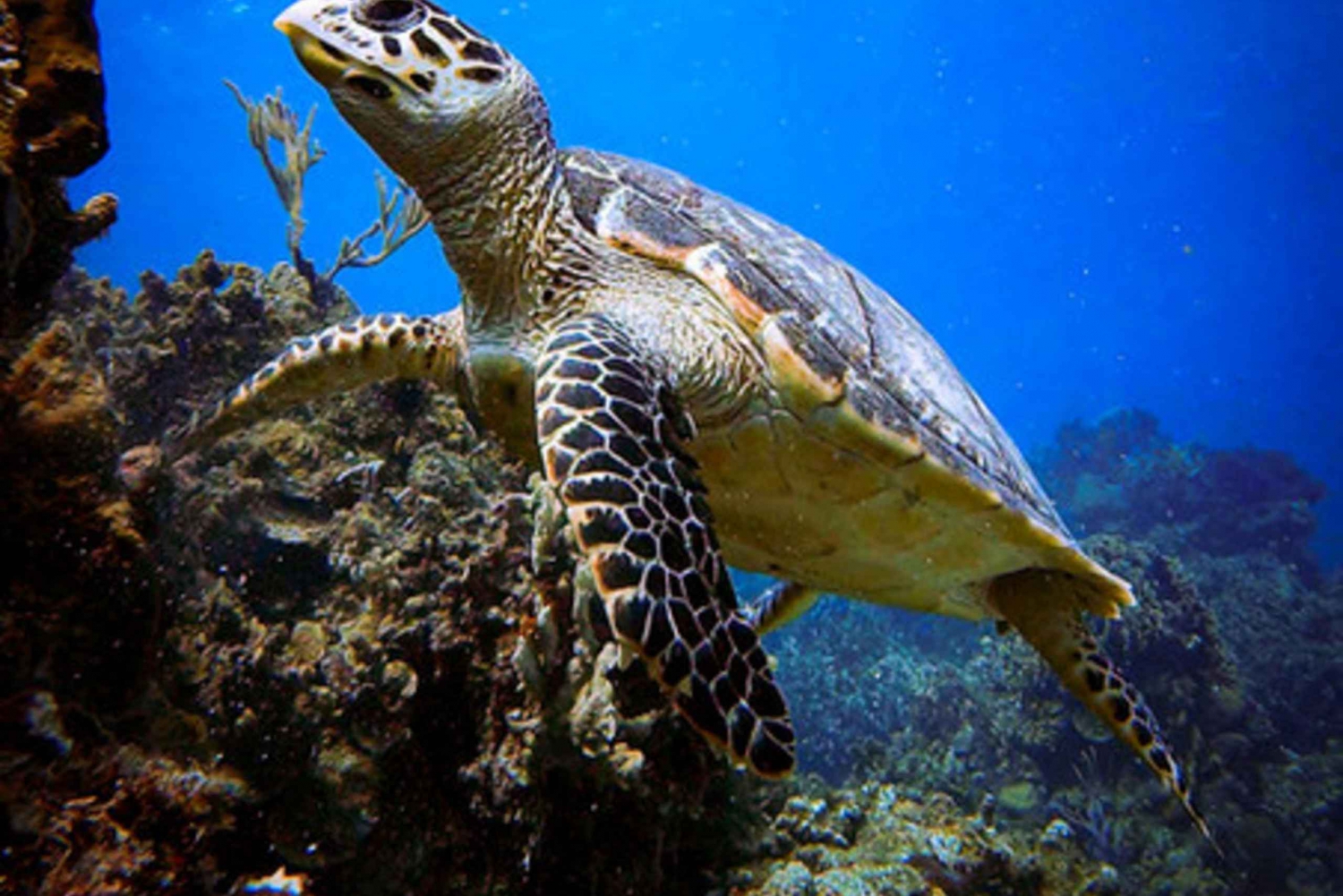 Cozumel: El Cielo Charter Privado en Catamarán con Snorkel