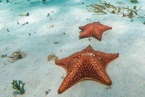 Cozumel: Excursión de Esnórquel en el Arrecife El Cielo con Comida