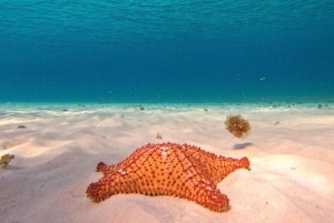 Cozumel: Excursión de Esnórquel en el Arrecife El Cielo con Comida