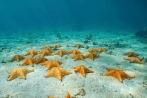 Cozumel: El Cielo Snorkel Tour with Lunch on Board