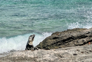 Cozumel: North Shore E-Bike Adventure & Beach Break