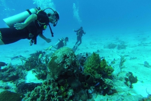 Cozumel: One Tank Scuba Dive and Full Chankanaab Park Access