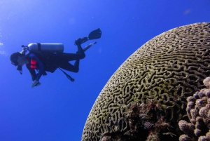 Cozumel: One Tank Scuba Dive and Full Chankanaab Park Access