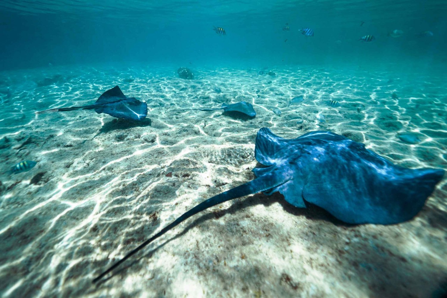 Cozumel: Snorkel and Swim with Stingrays