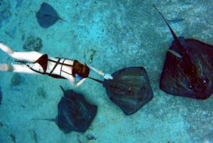 Cozumel: Snorkel and Swim with Stingrays