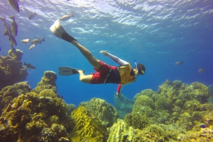 Cozumel: Snorkel Tour, El Cielo Bay & Playa Mia Beach Day