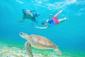 Cozumel: Excursión de Snorkel con Estrellas de Mar, Mantarrayas y Bahía de las Tortugas