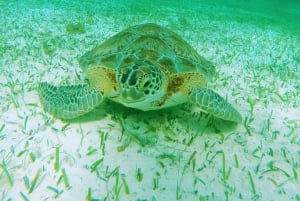 Cozumel: Starfish, Stingrays, and Turtle Bay Snorkeling Tour