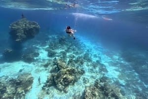 Cozumel: Excursión de snorkel a El Cielo, Palancar y Arrecife Colombia