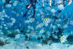 Cozumel: Excursión de snorkel a El Cielo, Palancar y Arrecife Colombia