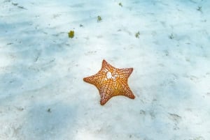 Cozumel: Excursión de snorkel a El Cielo, Palancar y Arrecife Colombia