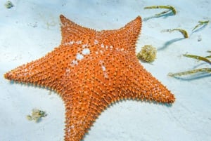 Cozumel: Excursión de snorkel a El Cielo, Palancar y Arrecife Colombia