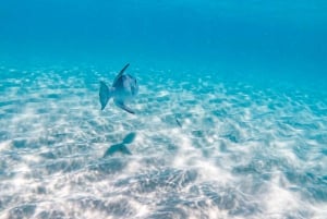 Cozumel: Excursión de snorkel a El Cielo, Palancar y Arrecife Colombia