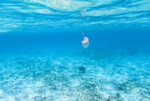 Cozumel: Excursión de snorkel a El Cielo, Palancar y Arrecife Colombia