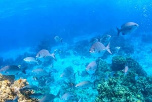 Cozumel: Excursión de snorkel a El Cielo, Palancar y Arrecife Colombia