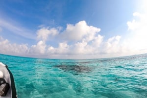 Cozumel: Excursión de snorkel a El Cielo, Palancar y Arrecife Colombia