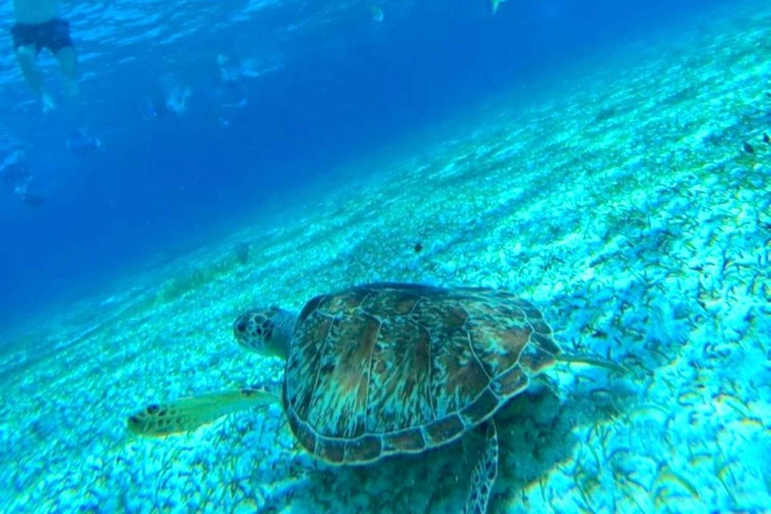 Cozumel: snorkeling in reefs + visit to 'El cielo'.