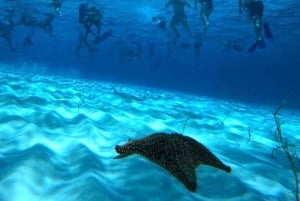 Cozumel: snorkeling in reefs + visit to 'El cielo'.