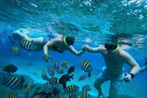 Cozumel: snorkeling in reefs + visit to 'El cielo'.