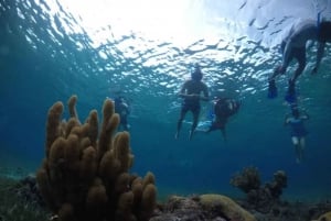 Cozumel: snorkeling in reefs + visit to 'El cielo'.