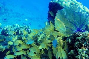 Esnórquel en lancha motora con estrellas de mar y arrecifes tropicales de Cozumel