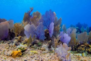 Esnórquel en lancha motora con estrellas de mar y arrecifes tropicales de Cozumel