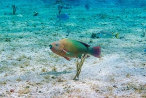 Esnórquel en lancha motora con estrellas de mar y arrecifes tropicales de Cozumel