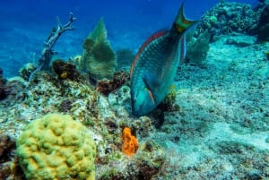 Esnórquel en lancha motora con estrellas de mar y arrecifes tropicales de Cozumel