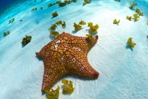 Esnórquel en lancha motora con estrellas de mar y arrecifes tropicales de Cozumel