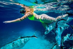 Cozumel: Starfish, Rays and El Cielo Snorkeling Experience