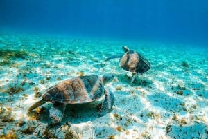 Cozumel: Estrellas de mar, rayas y esnórquel en El Cielo