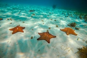 Cozumel: Estrellas de mar, rayas y esnórquel en El Cielo