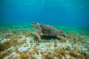 Cozumel: Estrellas de mar, rayas y esnórquel en El Cielo