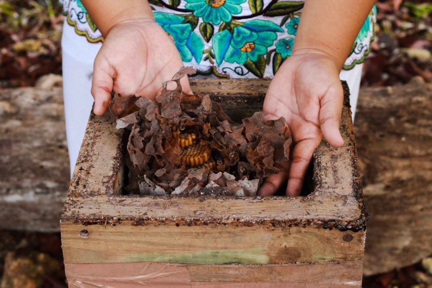 Cozumel: Combo definitivo: Ruinas mayas, granja de abejas y snorkel