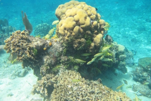 Cozumel: Tour VIP en barco con fondo de cristal y esnórquel en 3 arrecifes