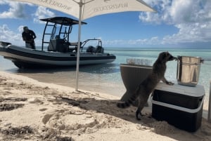 Cozumel: Zodiac Pro RIB Explorer Boat Tour